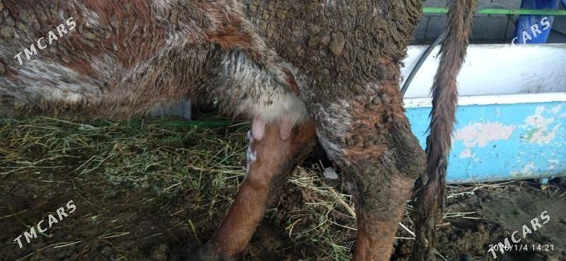 4,5 AŶLYK BOGAZ SYGYR - Gökdepe - img 1