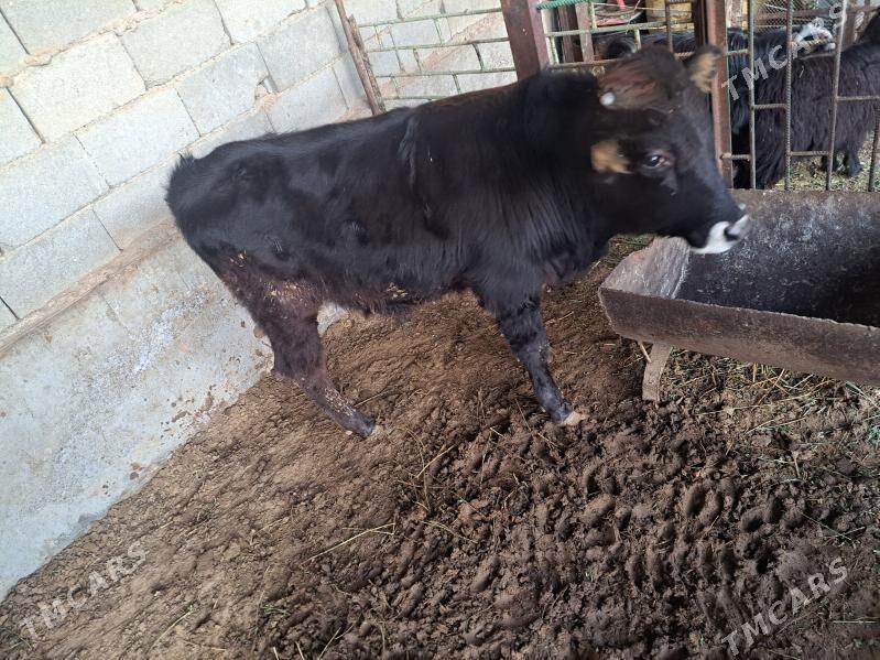 Okuz - Aşgabat - img 1