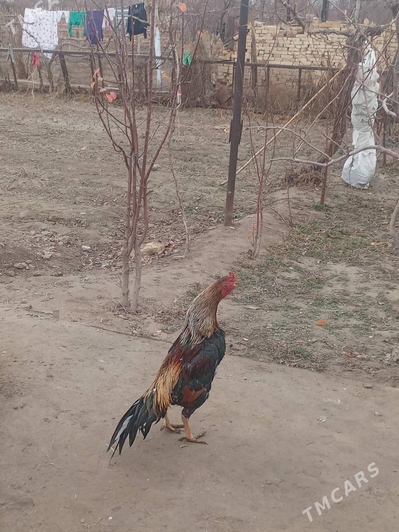 Хораз - Türkmenabat - img 1