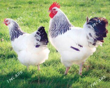 juyje - Türkmenabat - img 1