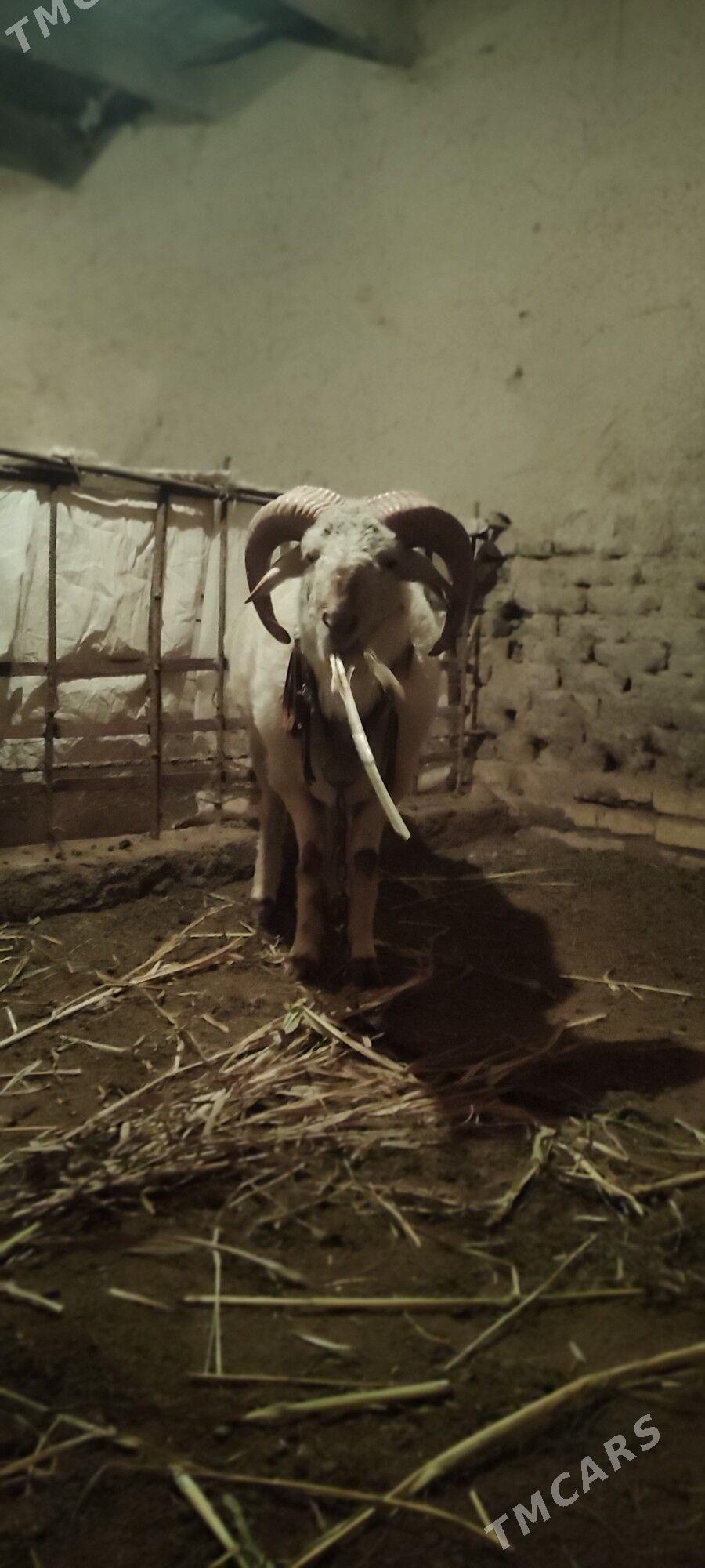 köçkar - Gurbansoltan Eje - img 1