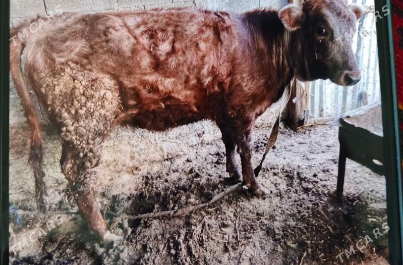 tüwe - Büzmeýin - img 1