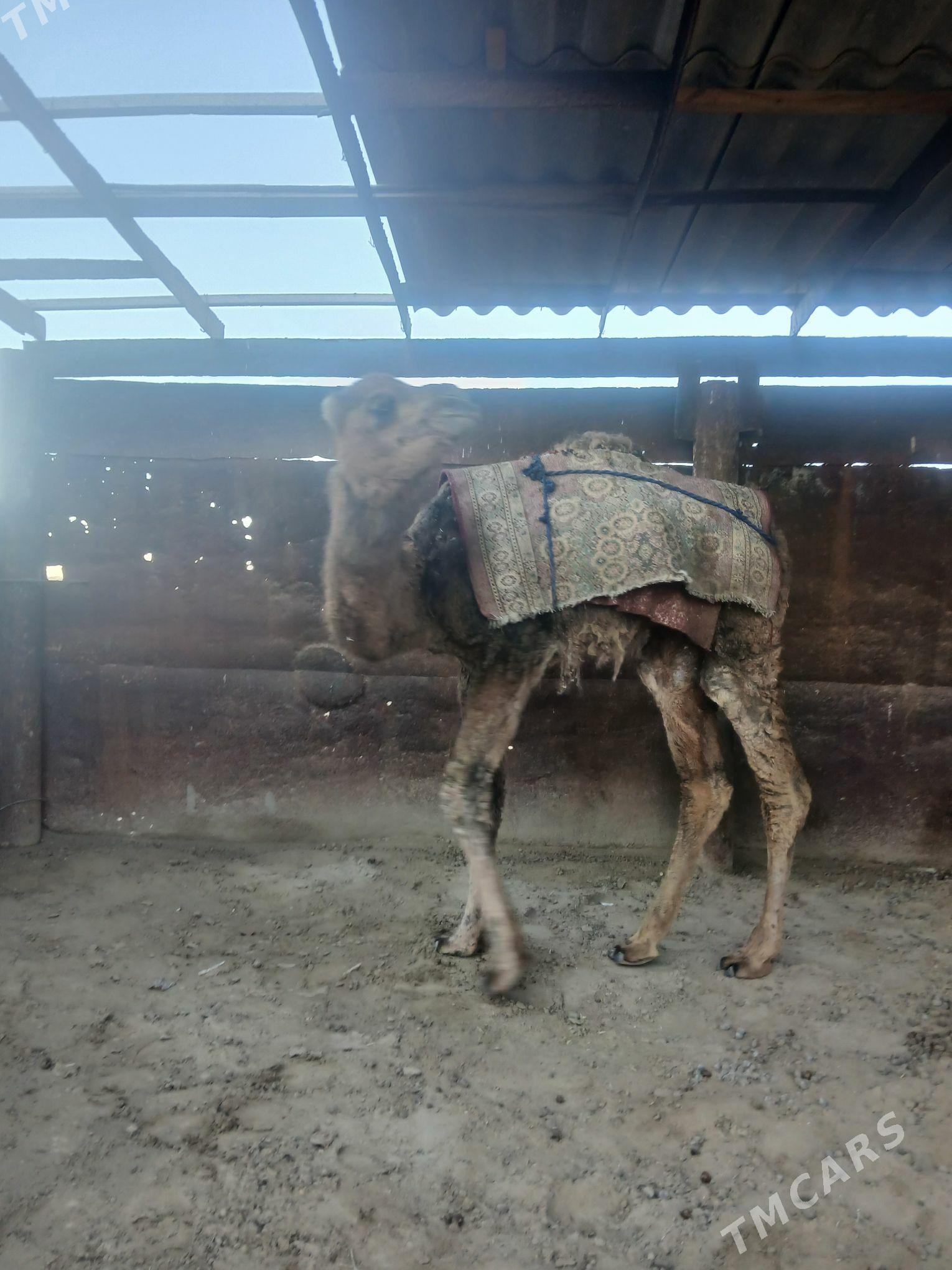 Torum - Берекет - img 1