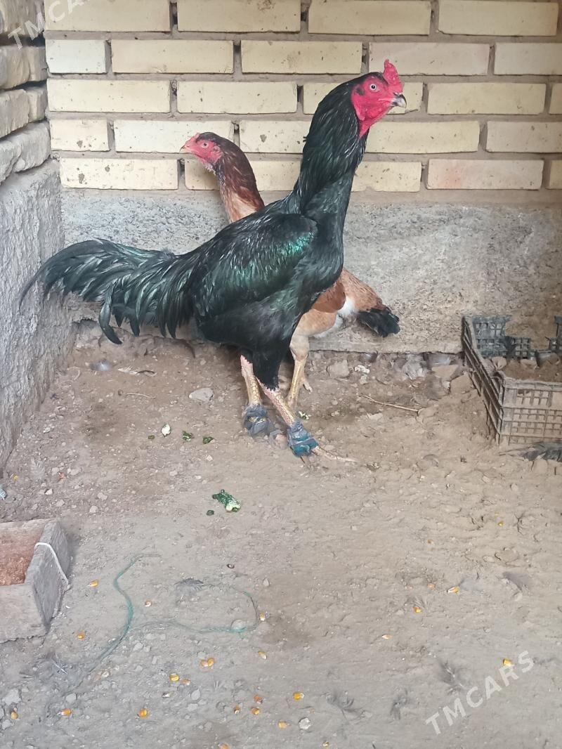 horaz - Mary - img 1