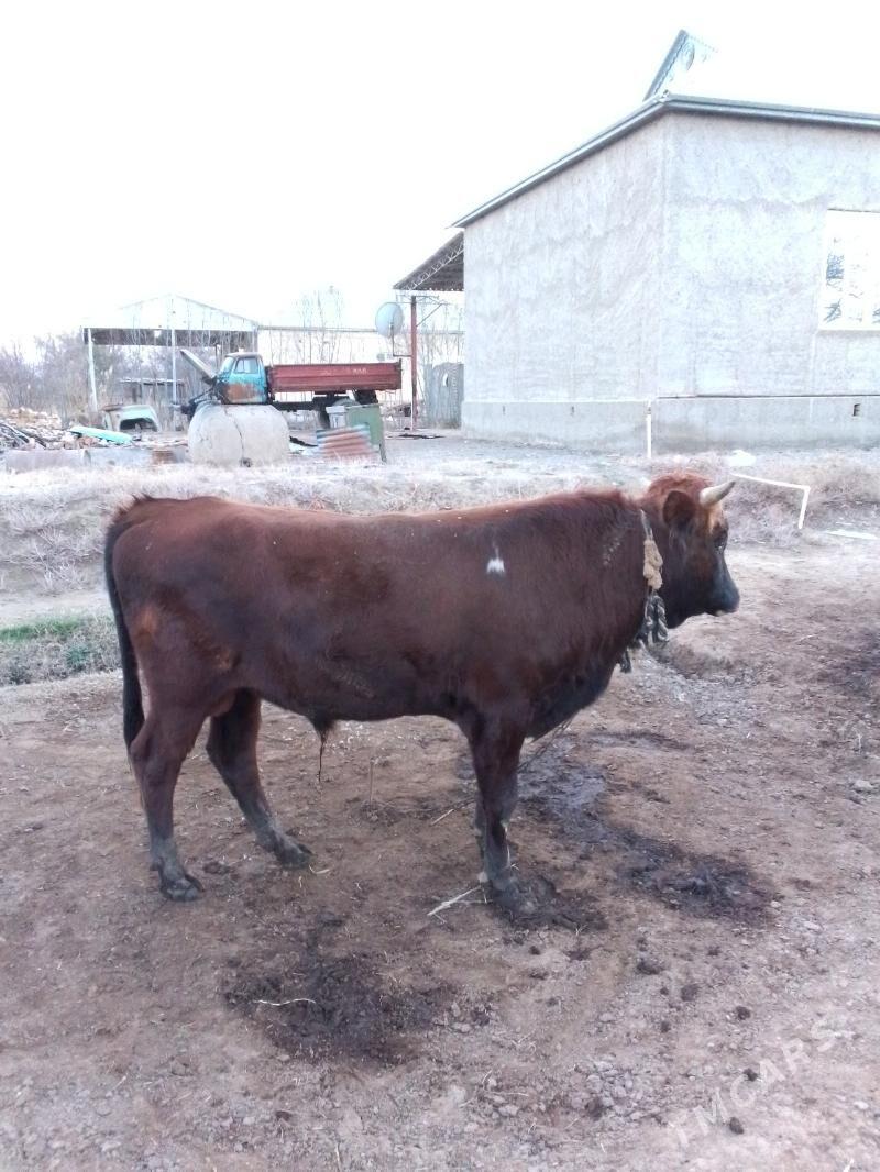 Bakylan öküzler - Baýramaly - img 1