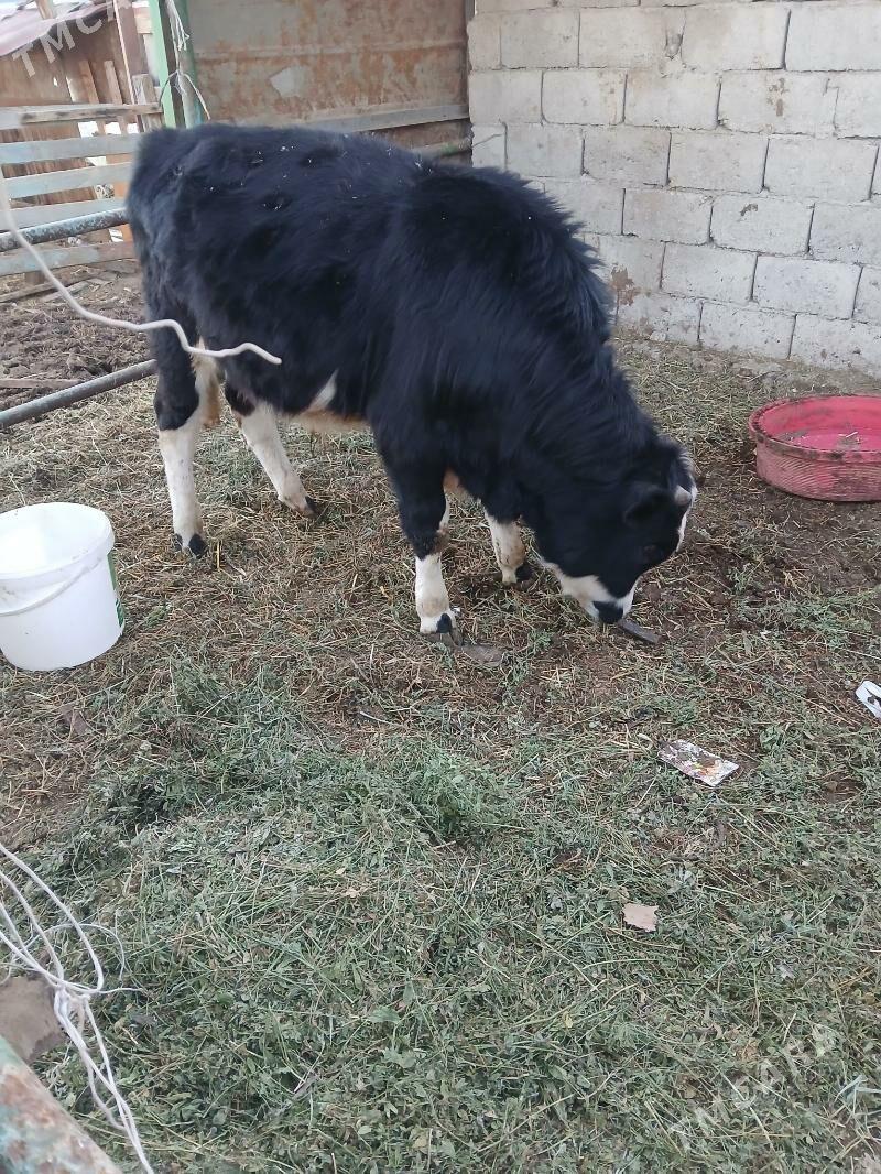 корова ,бык - Хазар - img 1