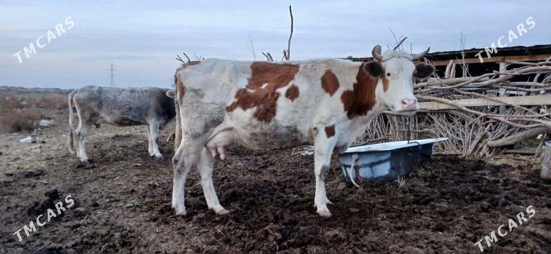 tohum sygyrlar - Aşgabat - img 1