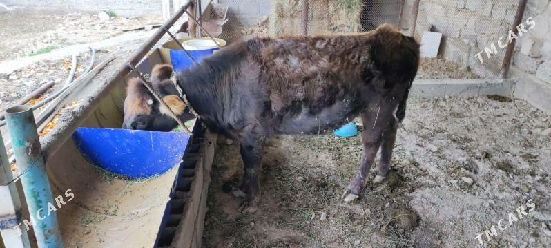 tuwe 1 yas - Ялкым - img 1