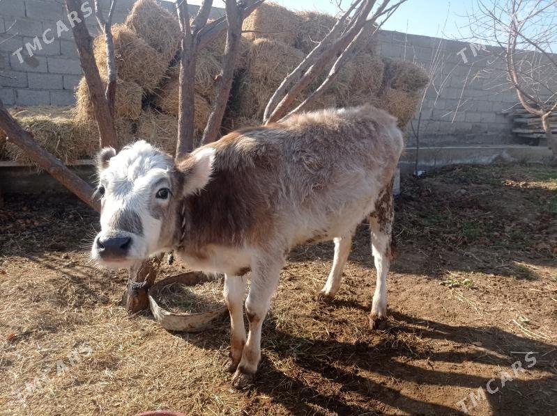 Tüwe - Бахарден - img 1