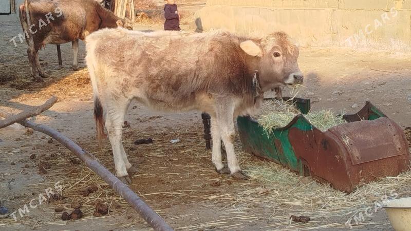 TUWE - Бахарден - img 1