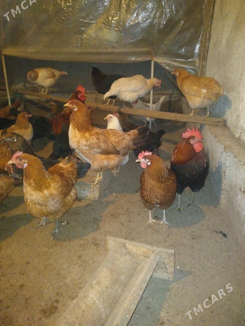 Towuk - Сакарчага - img 1