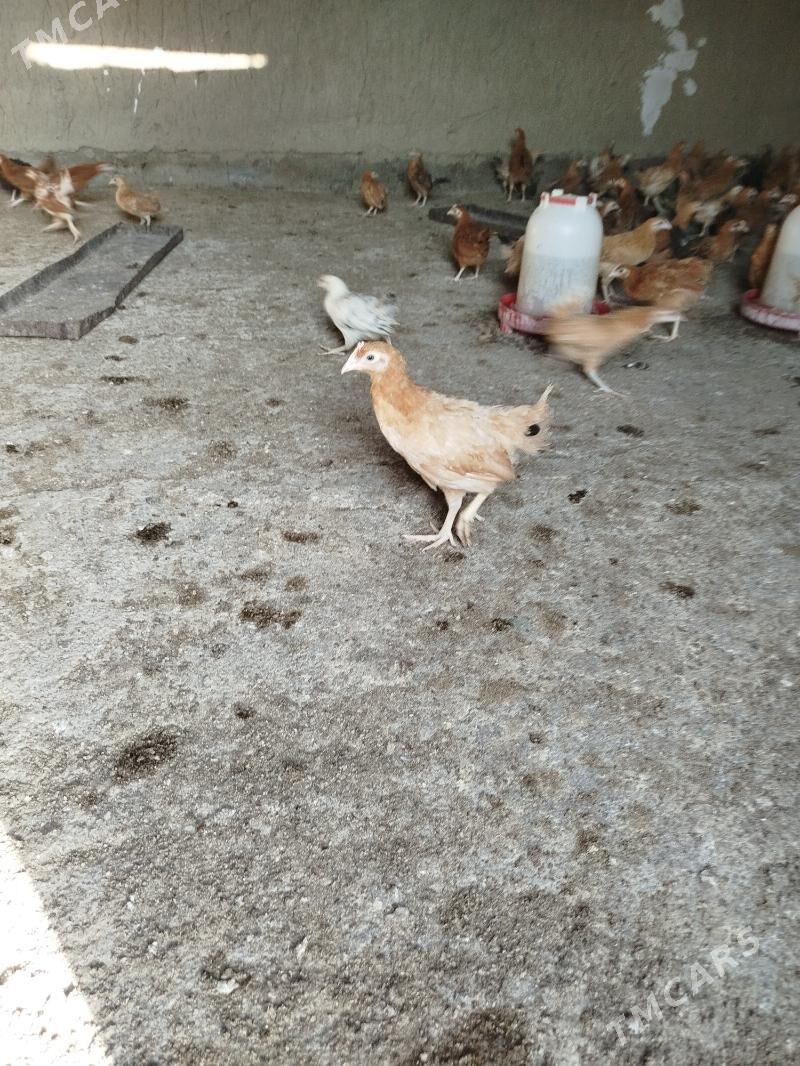 damasny juyje - Bäherden - img 1