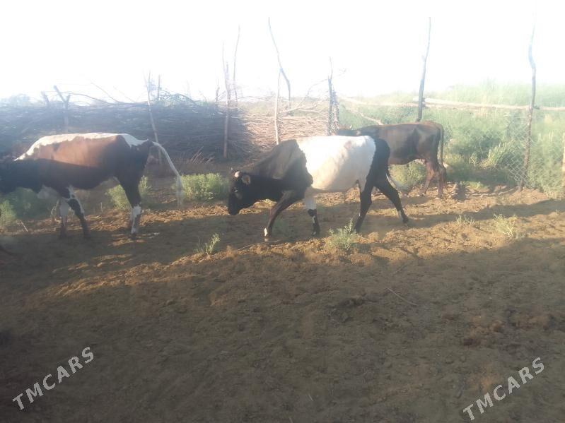 satlyk mal - Tejen - img 1