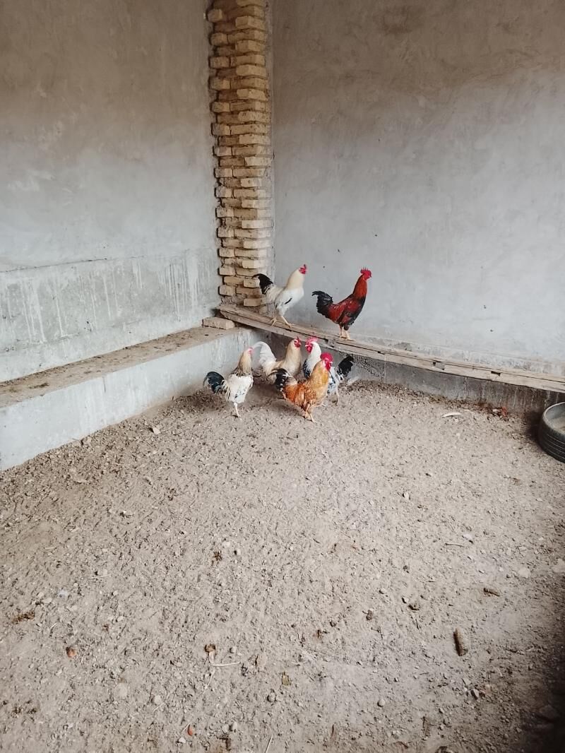 horaz - Türkmenabat - img 1