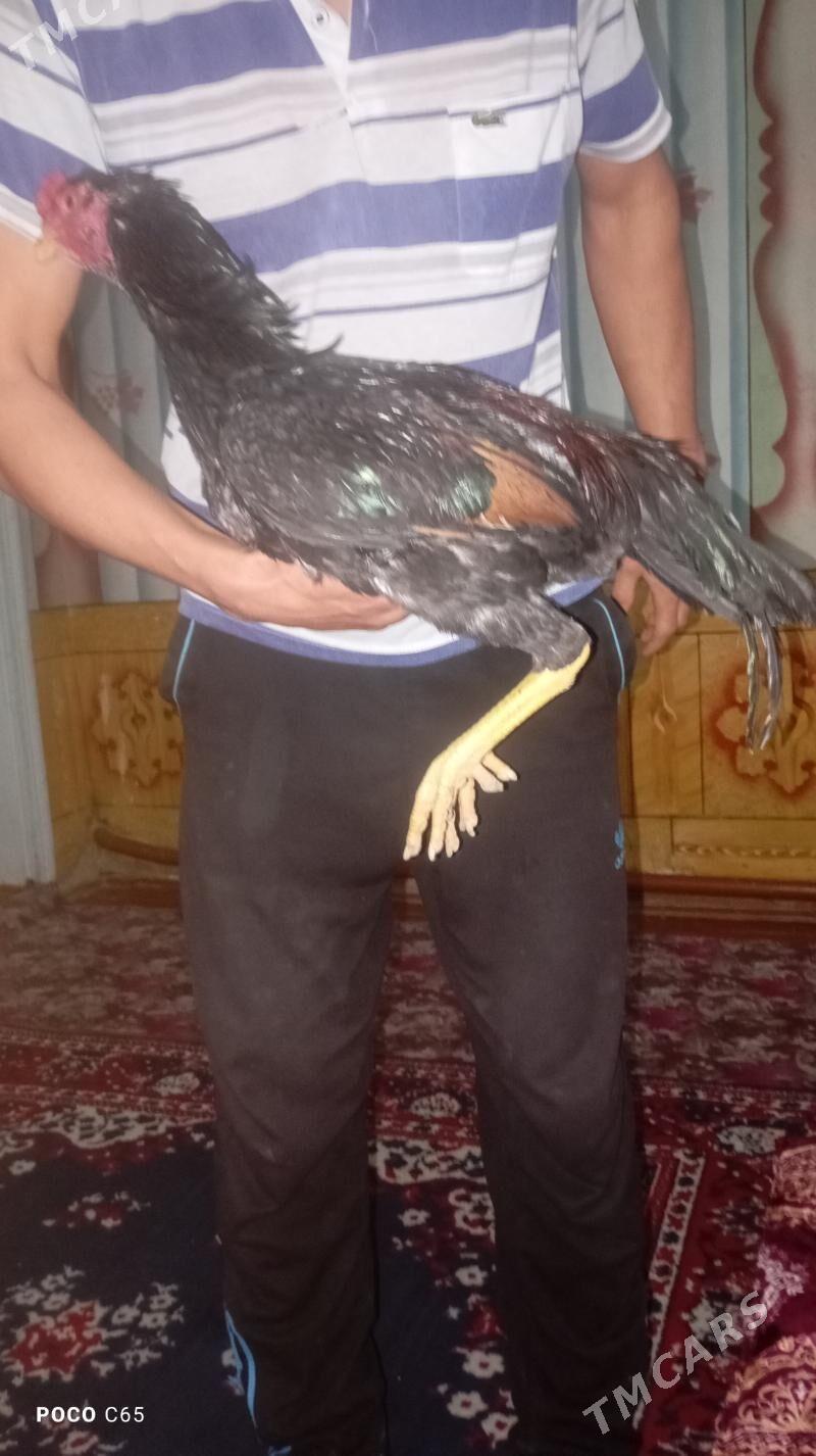 baysylar - Шабатский этрап - img 1