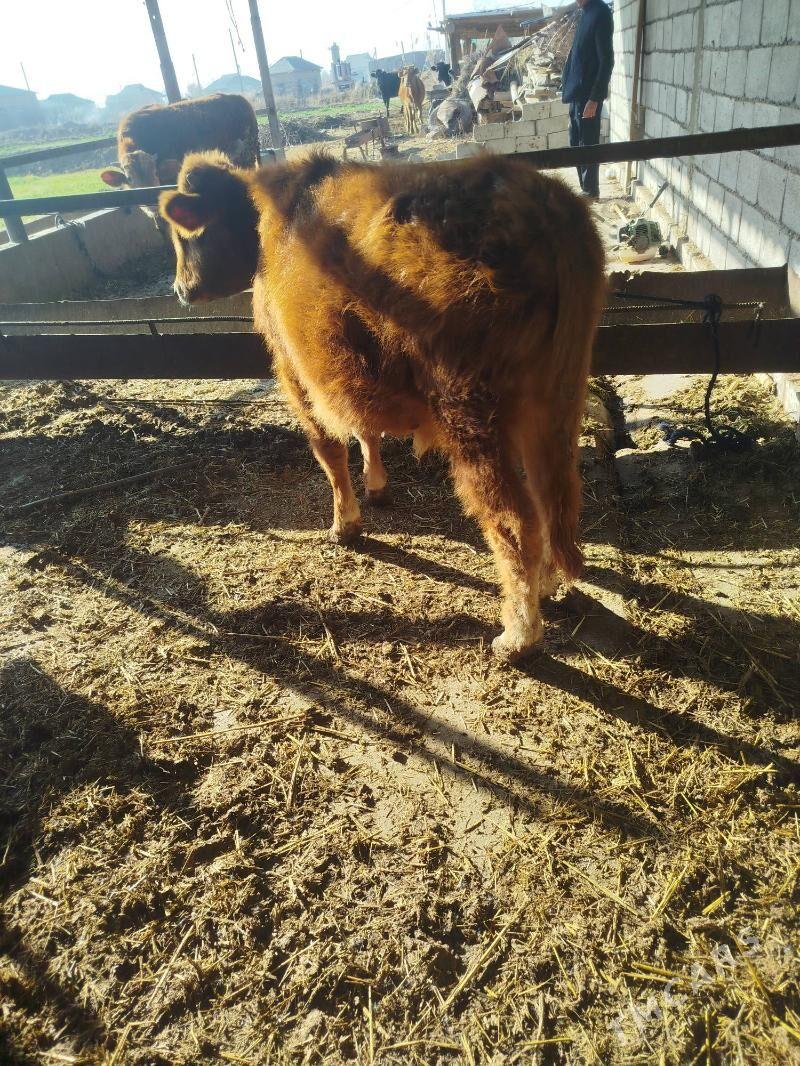 Okuz - Бабадайхан - img 1