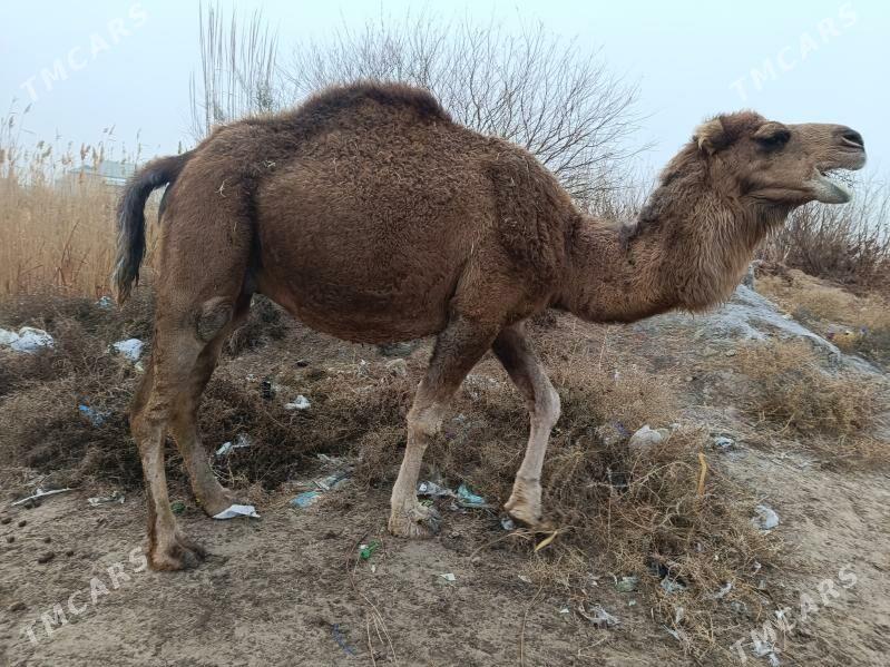 bogaz duye - Sakarçäge - img 1