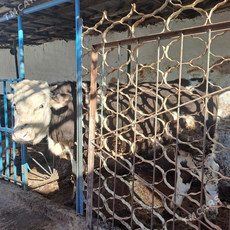 Simental okuz - Ашхабад - img 1