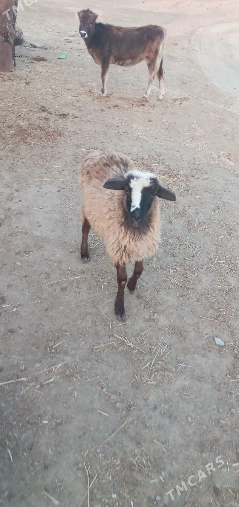 tokly erkeç - Гызыларбат - img 1