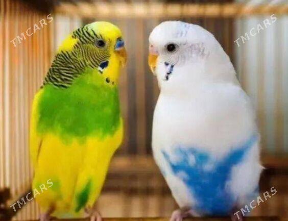 popugay bln kletka - Ашхабад - img 1