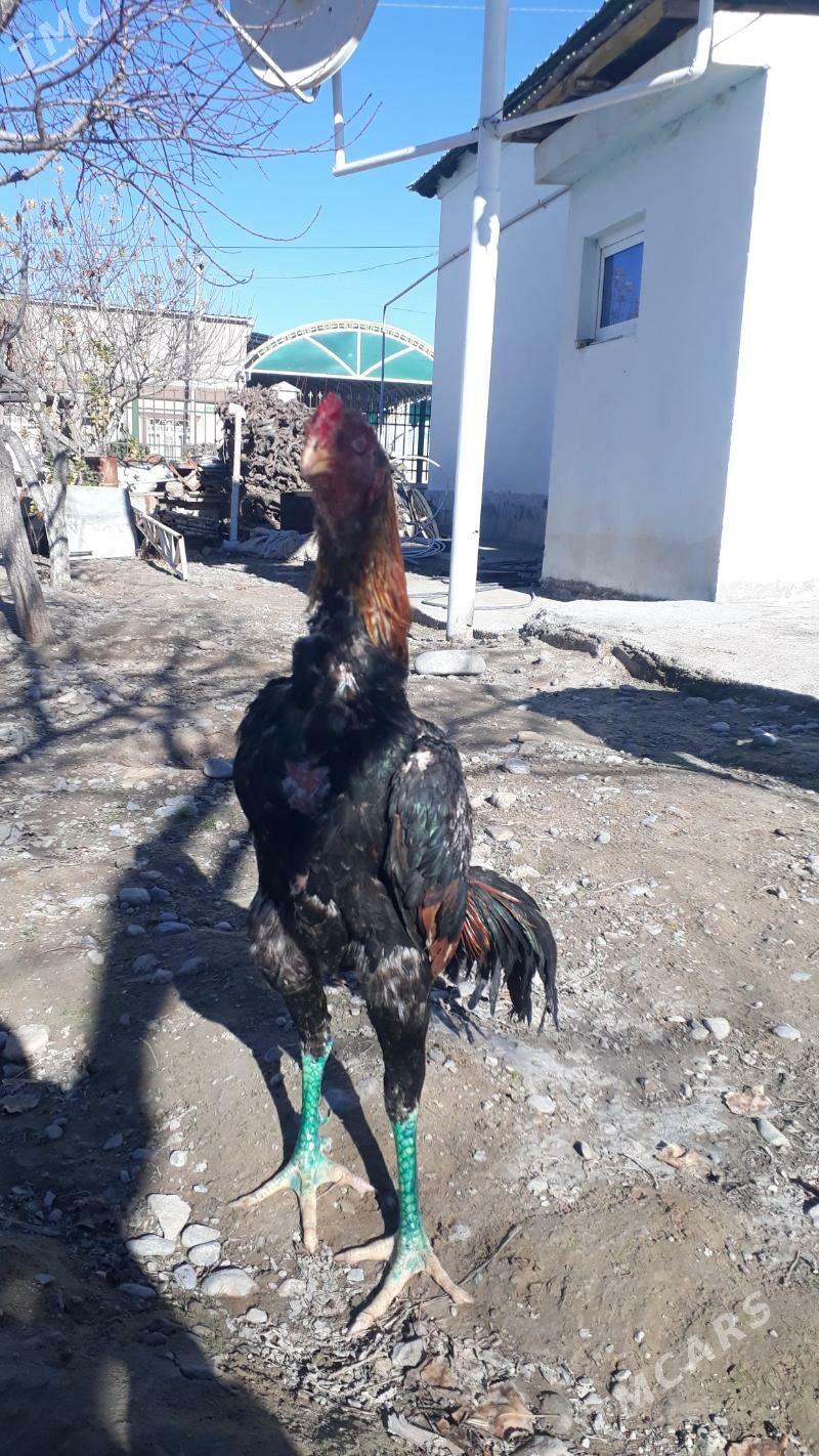 Taşkent horaz - Ак-Бугдайский этрап - img 1