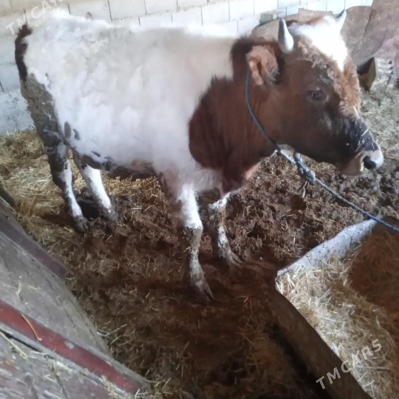 ÖKÜZ - Гызыларбат - img 1