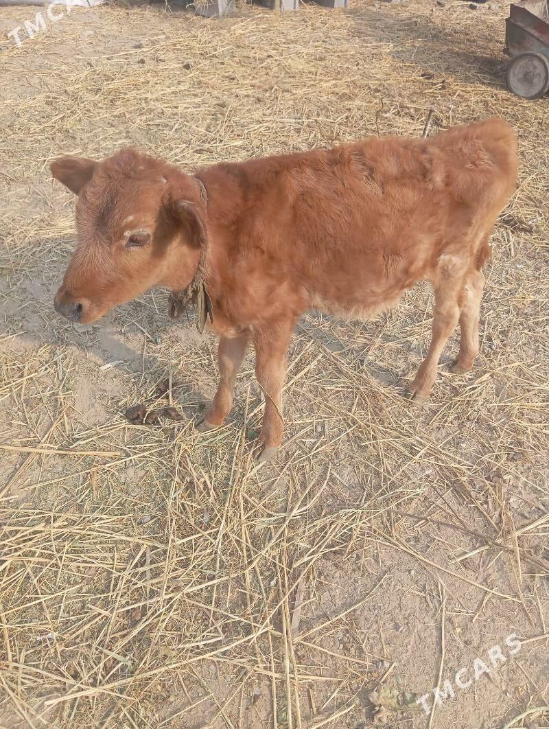 gole - Bedew - img 1