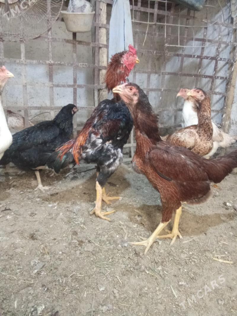 horoz mäki - Бахарден - img 1