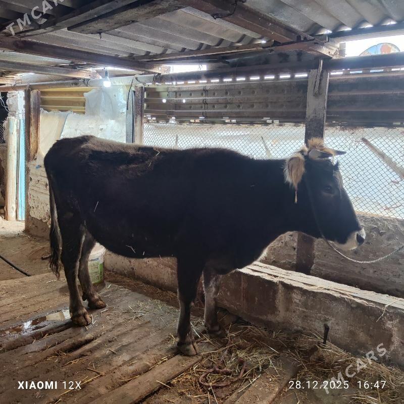 sygyr - Гызыларбат - img 1