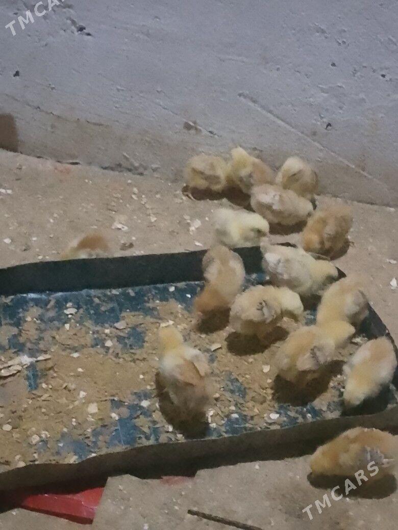 jüje - Дашогуз - img 1