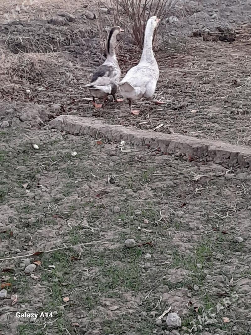 gaz - Dänew - img 1