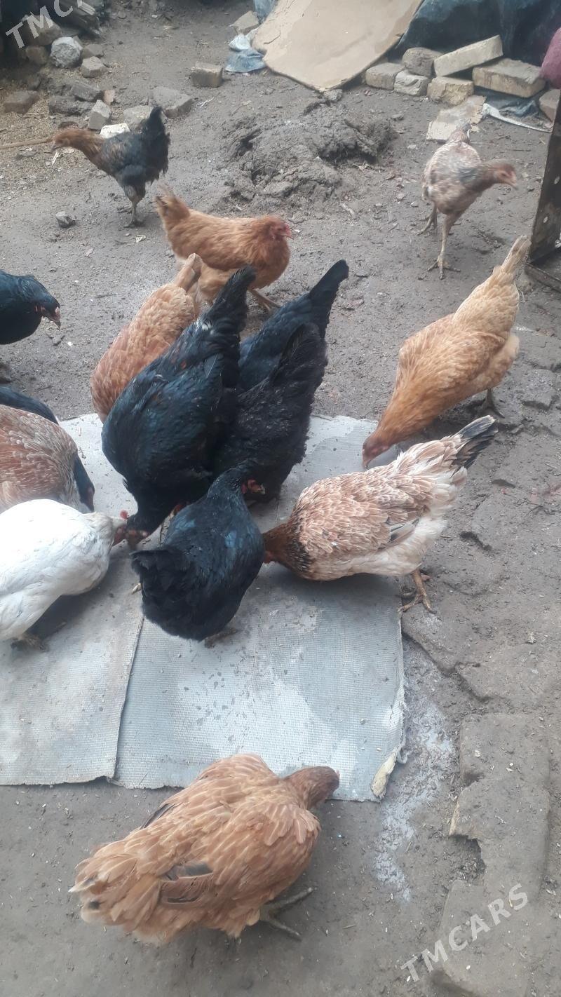 sagdyn arassa towuk - Дашогуз - img 1