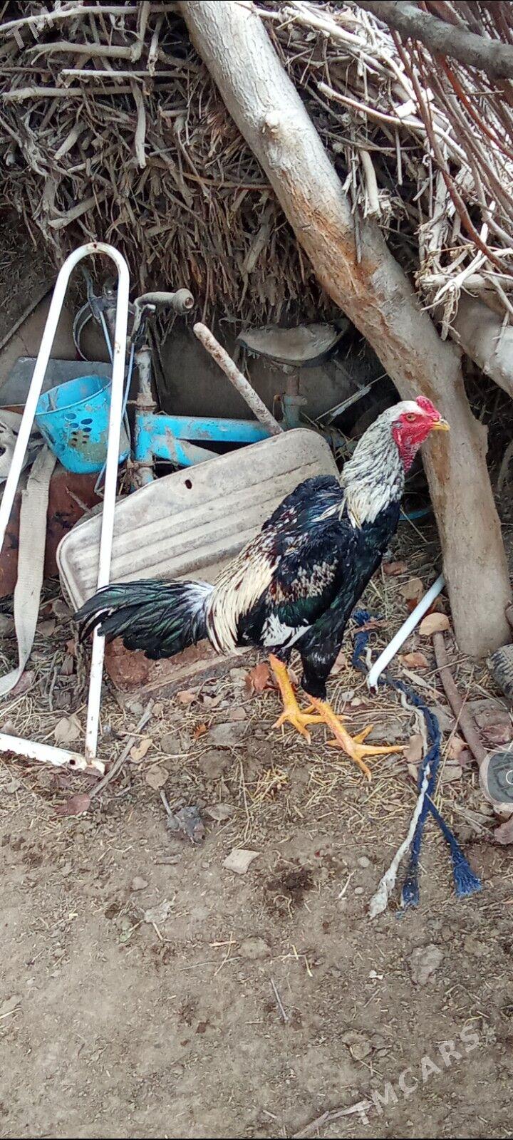 bbaýes horaz - Сакарчага - img 1