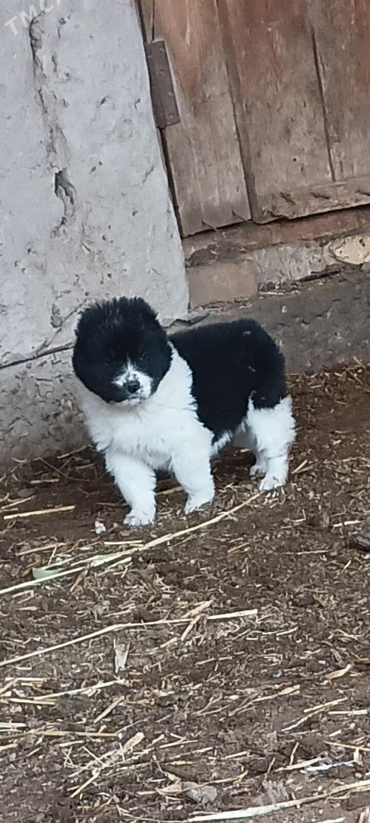 gujuk - Акдепе - img 1