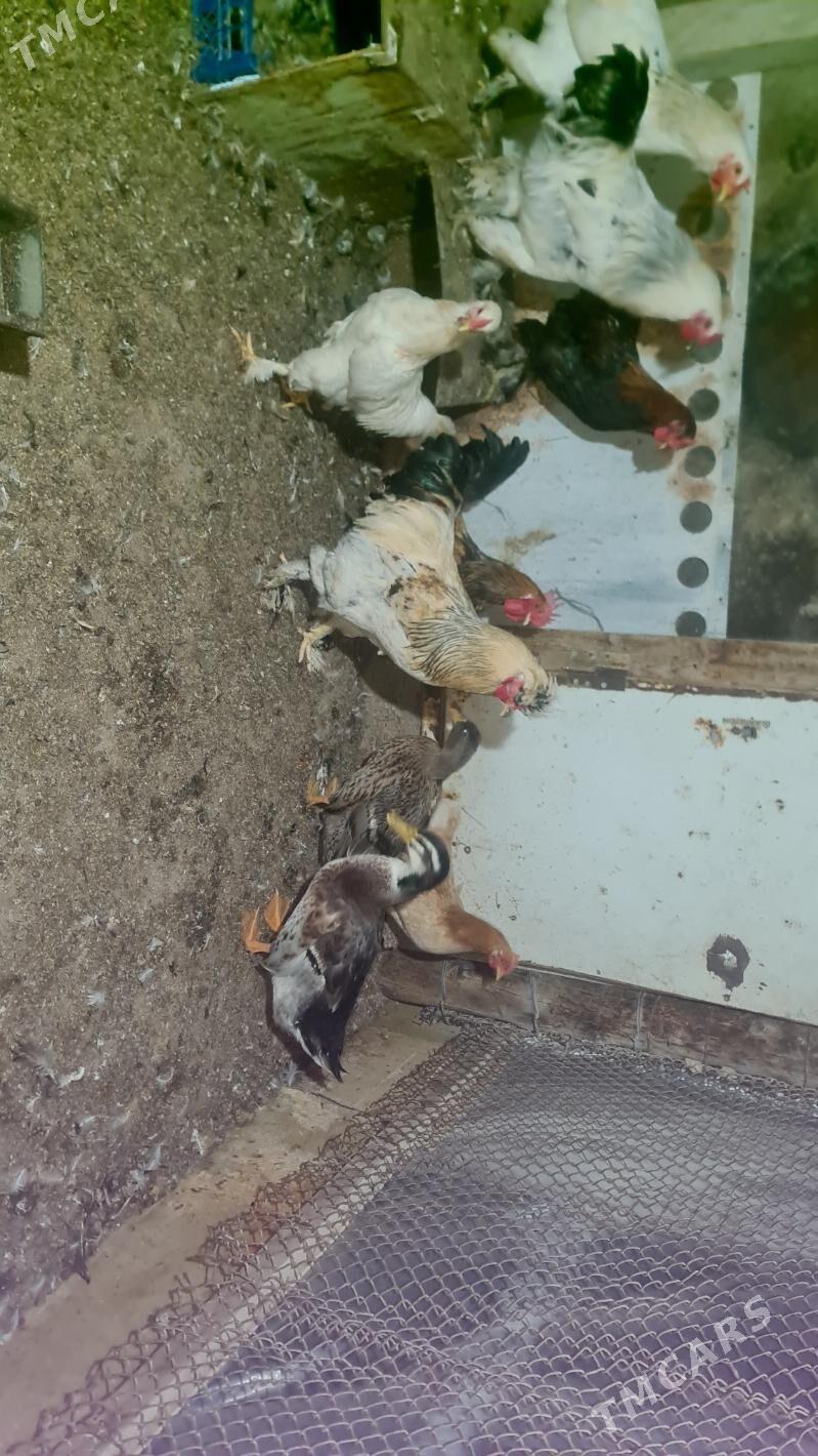 Horaz - Ашхабад - img 1