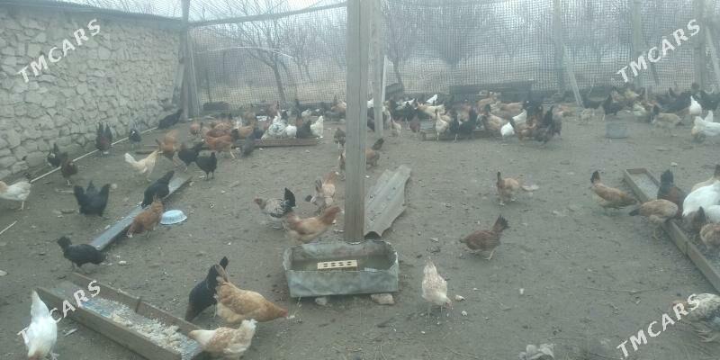 towuk - Гызыларбат - img 1