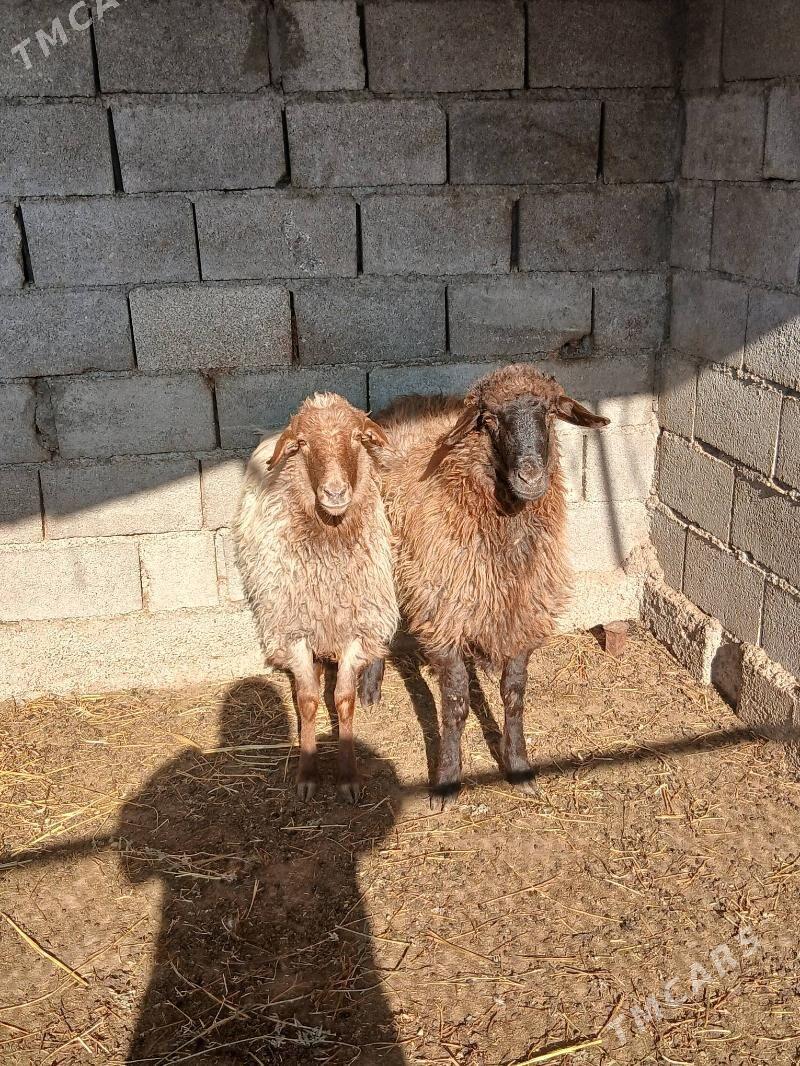 Işşek - Ашхабад - img 1