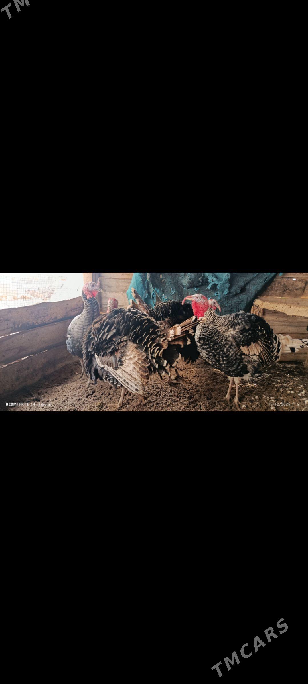 İnduk horazlar - Мары - img 1