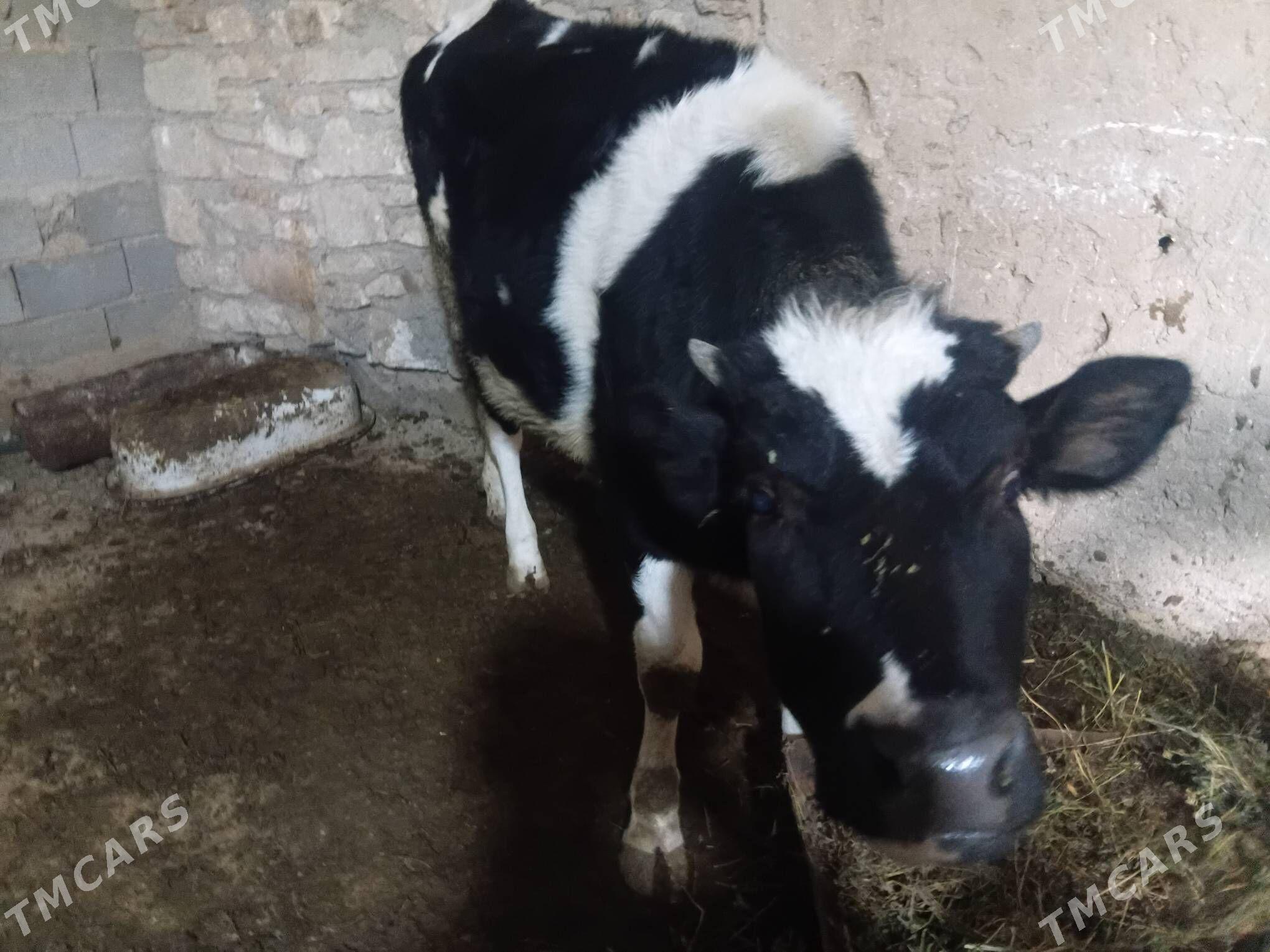 galysdeyyın - Гызыларбат - img 1