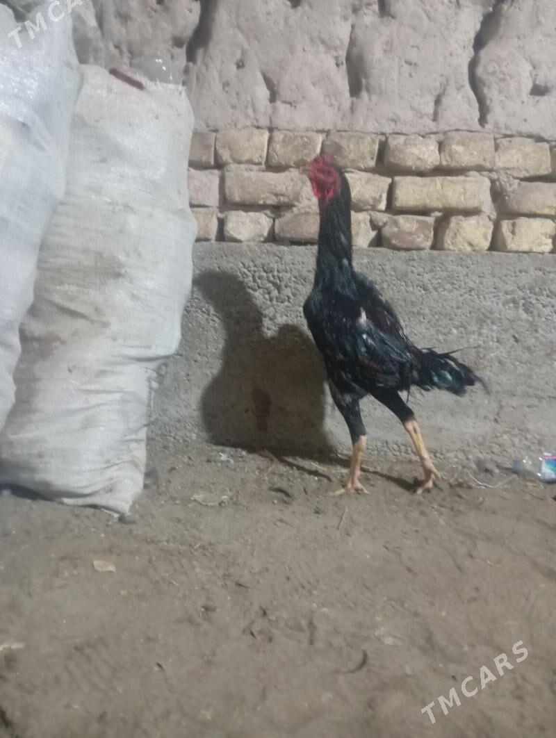 horaz tovuk - Дашогуз - img 1