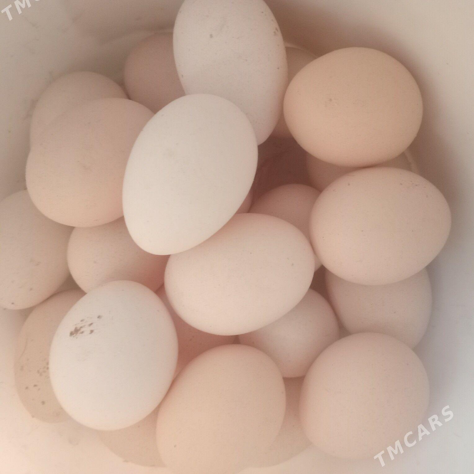 towuk - Гёкдепе - img 1