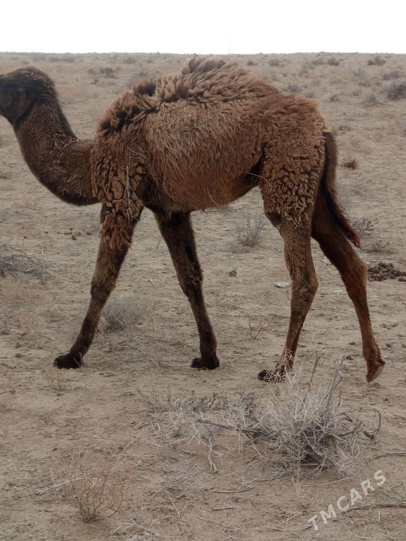 Düýe - Esenguly - img 1