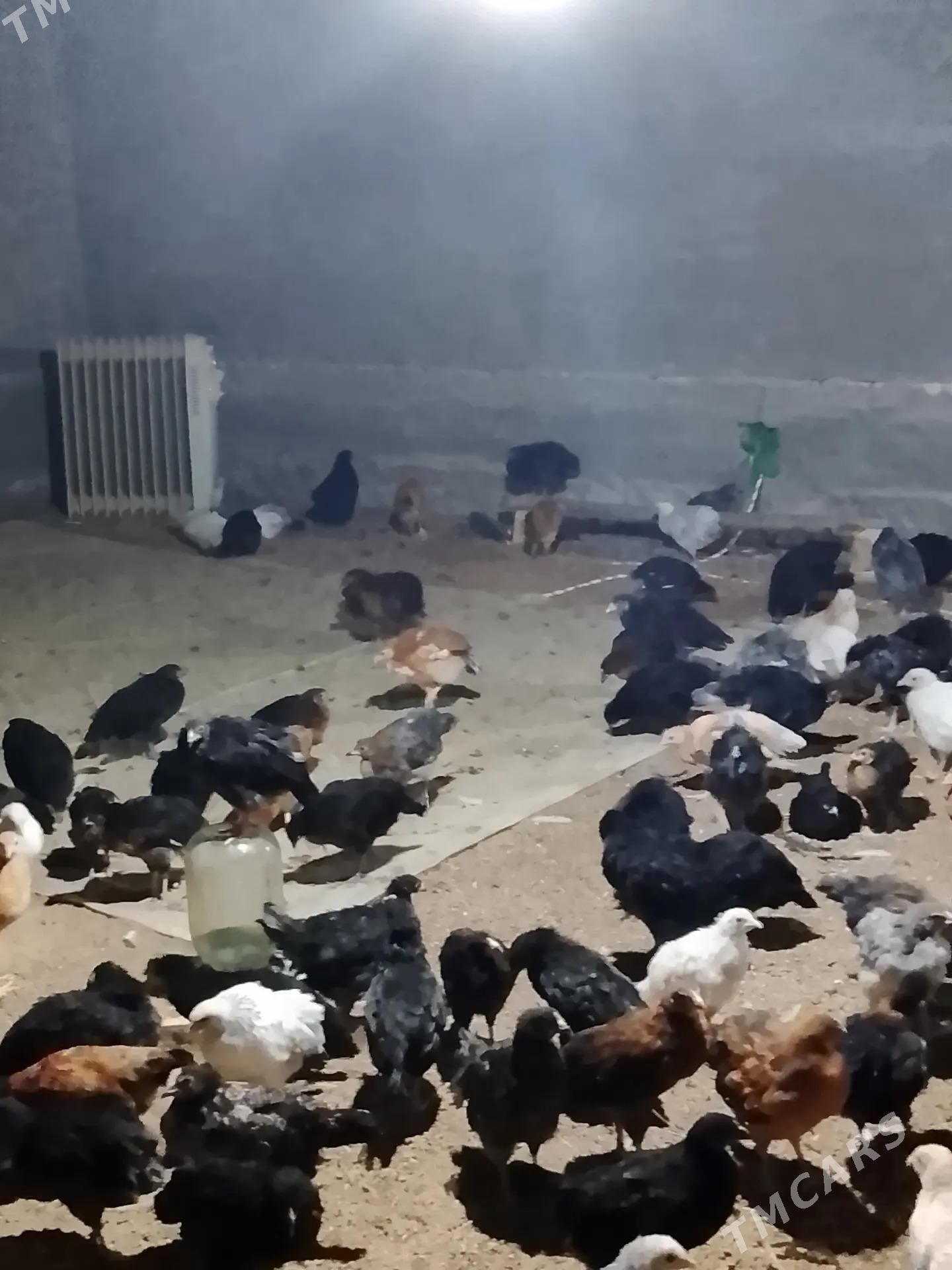 jüýje - Murgap - img 1