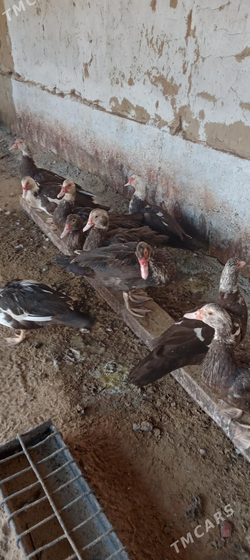 indagutka - Анев - img 1