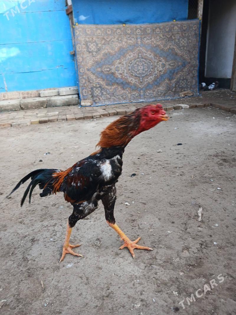 horaz juje - Çärjew - img 1