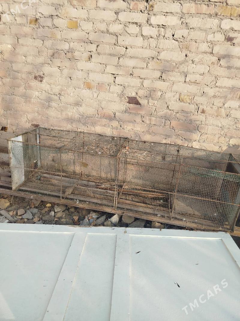 jüje ve towuk ketek - Türkmenabat - img 1