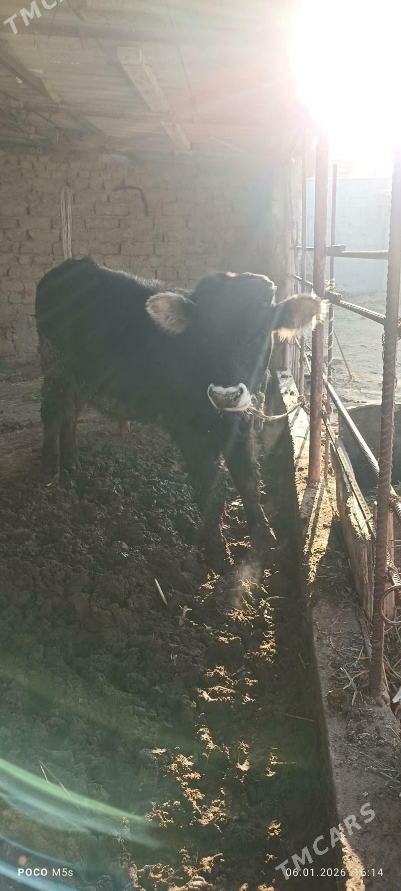 òkùz. - Бахарден - img 1