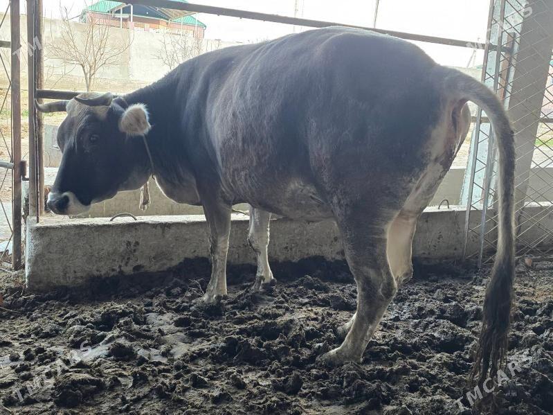 Bakylan tuwe - Aşgabat - img 1