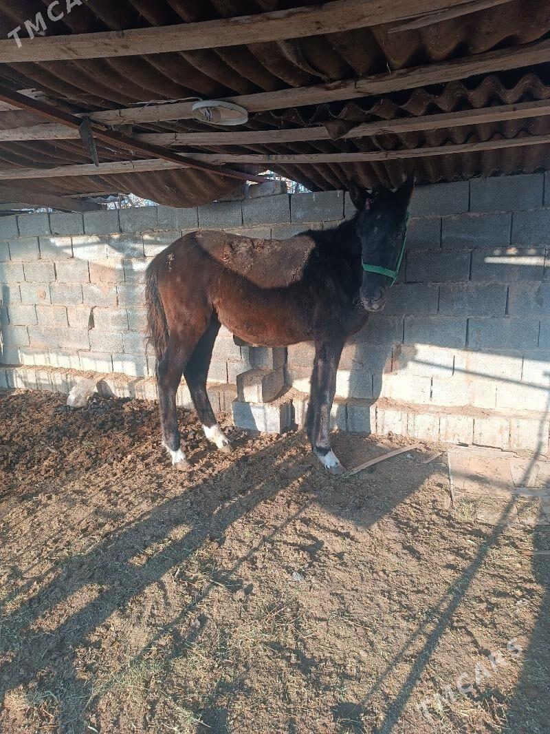 at - Garadamak - img 1