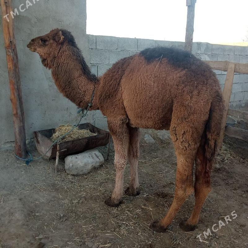 ogşuk - Bäherden - img 1